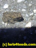 /home//u458753944/public_html/sourcegallery//Roxborough Toad Detour/2013-2019/2013/2013-06-03/P1120611.JPG